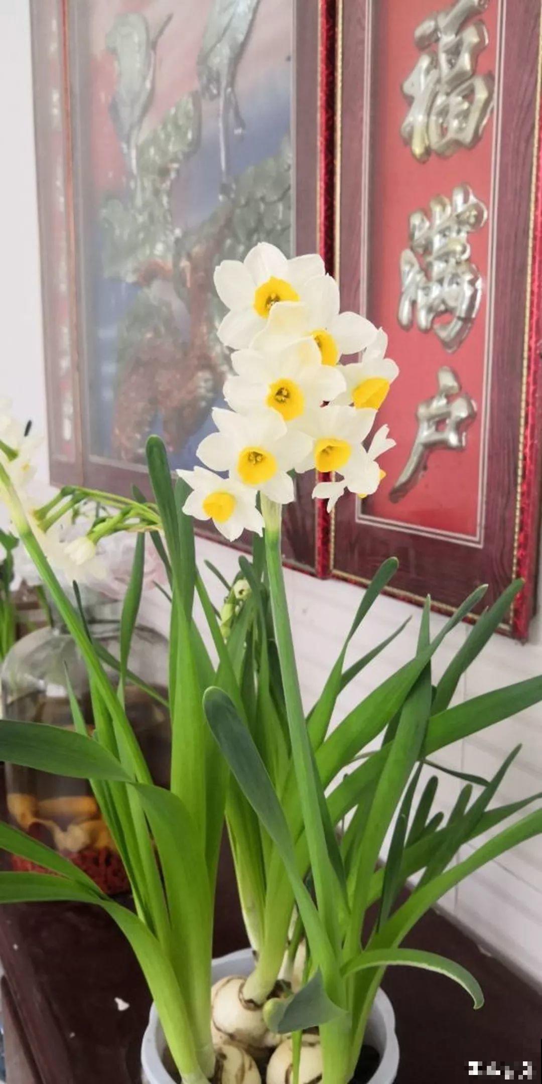 这4种花养在家里，就是一个小型的加湿器，不干不躁真舒服！