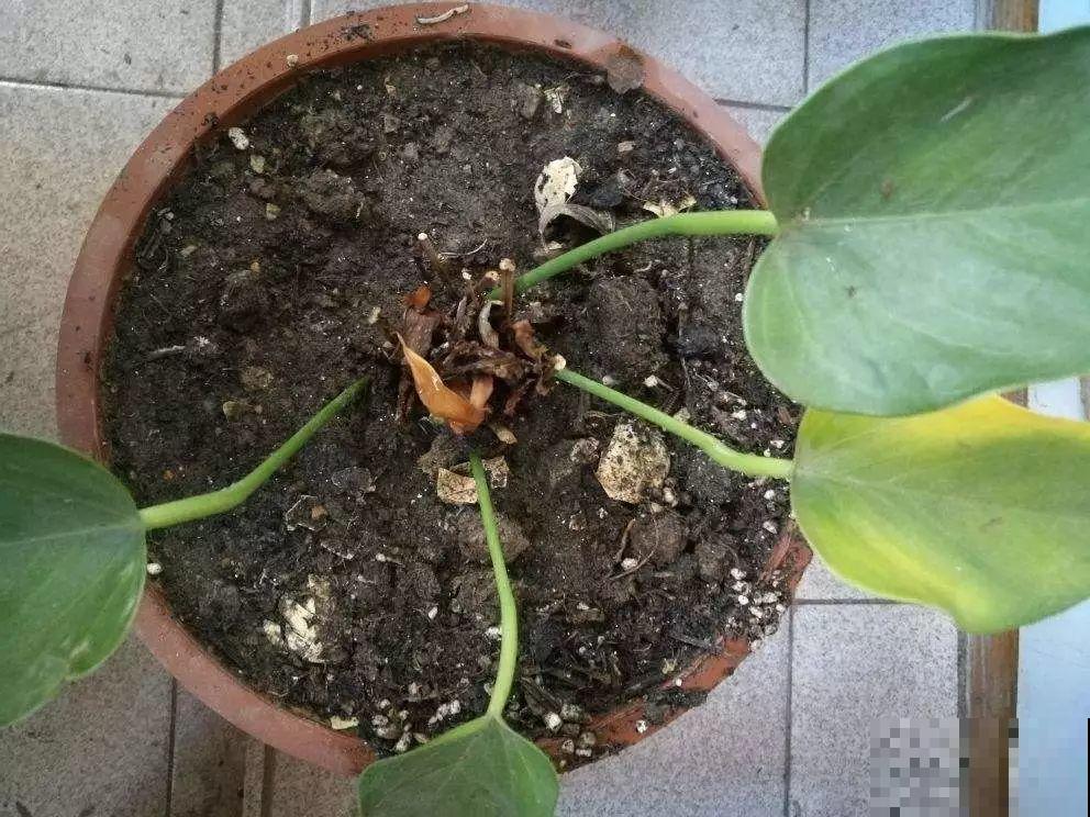 花盆里长了这玩意，趁早断水，小心最后根都烂没了！