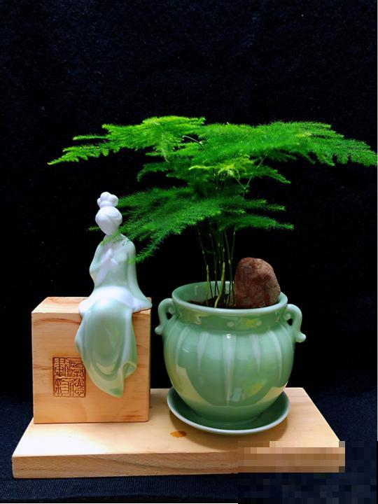 这10种耐阴花，摆客厅真好看，养一盆就上瘾！