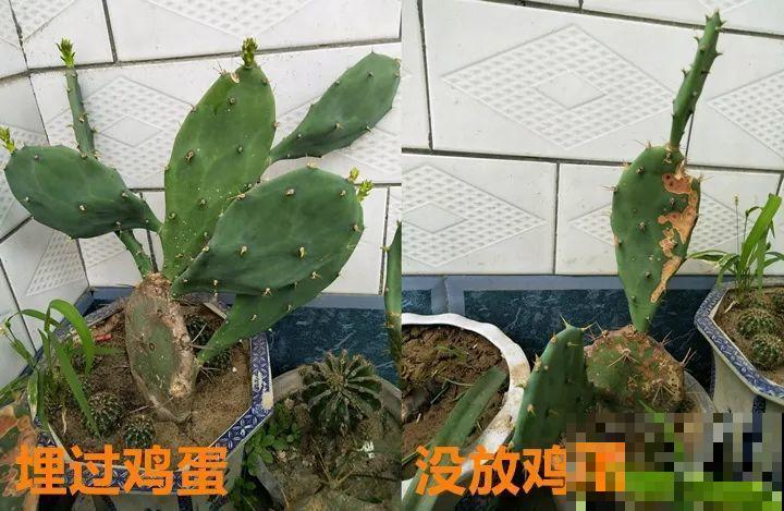 仙人球切一半，插上蟹爪兰就生根，花量比去年多一倍！