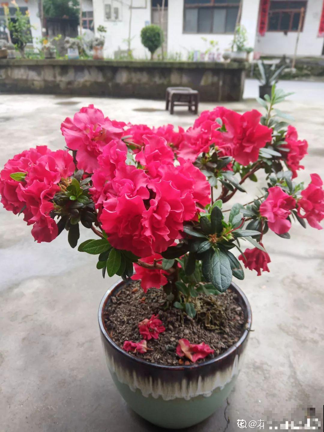 都说这花难养，10年不换盆，年年开花成宝贝！