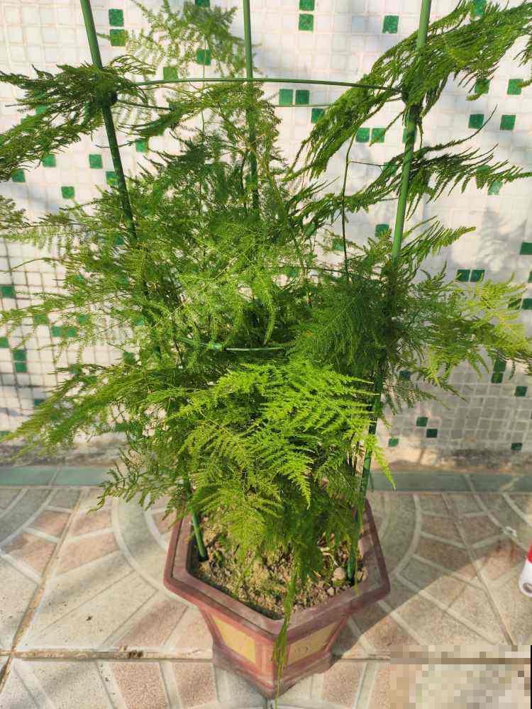 家里养盆杀菌花，空气清新，身体好不生病
