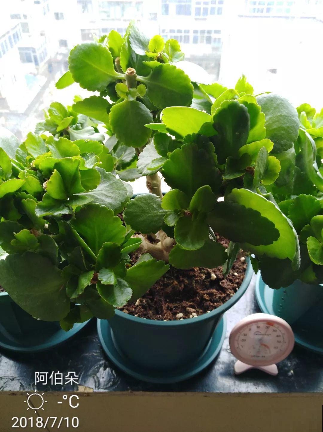 这6种花开败了？抓紧剪两刀，还能再开两三茬！