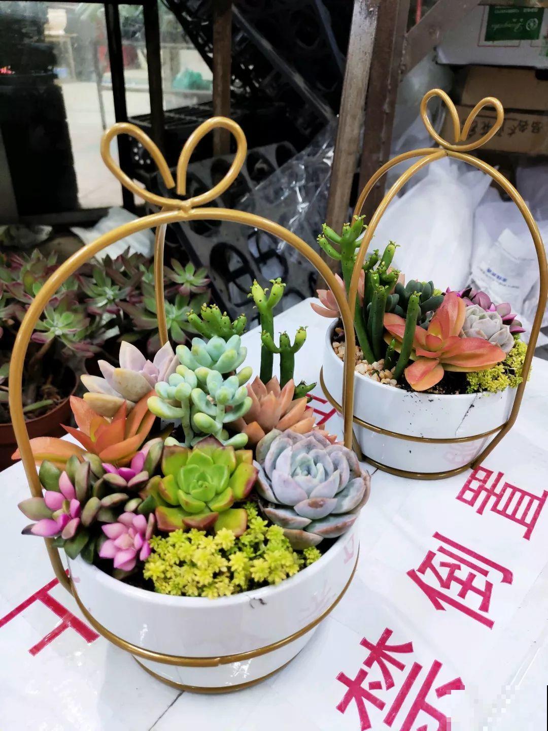 12月逛花市，这花好看又好养，遇到赶紧抱回家！