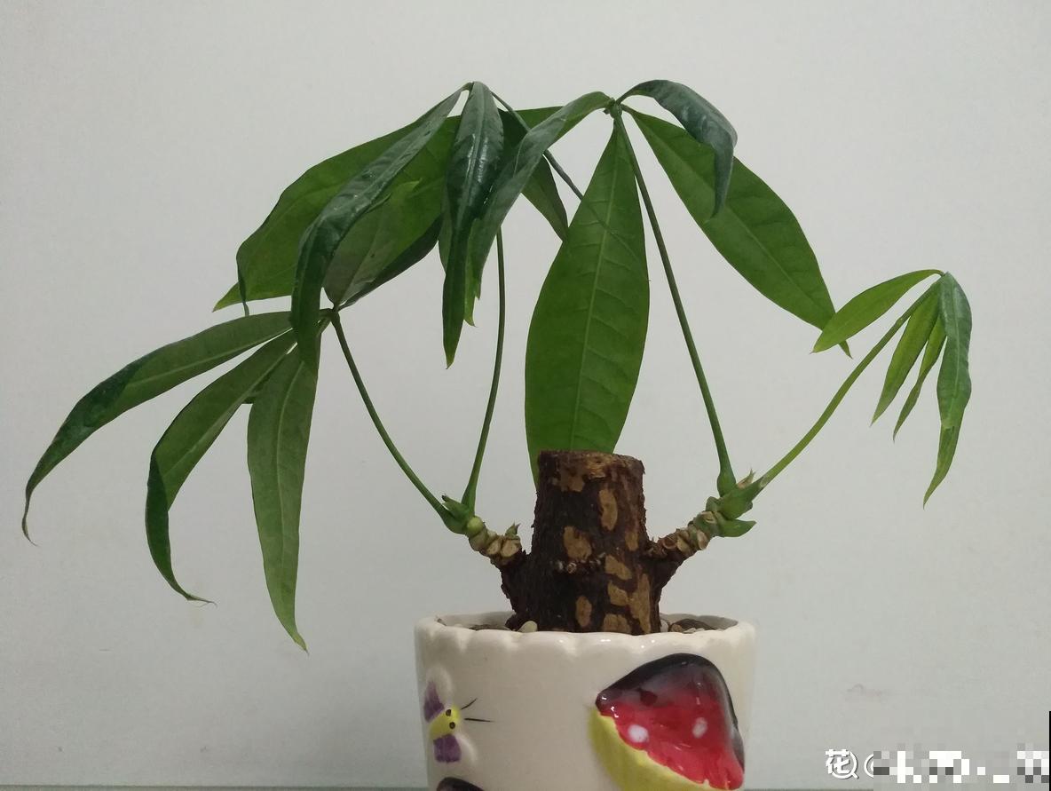 这么贵的花，老板都扔地上不要，赶紧捡回家！