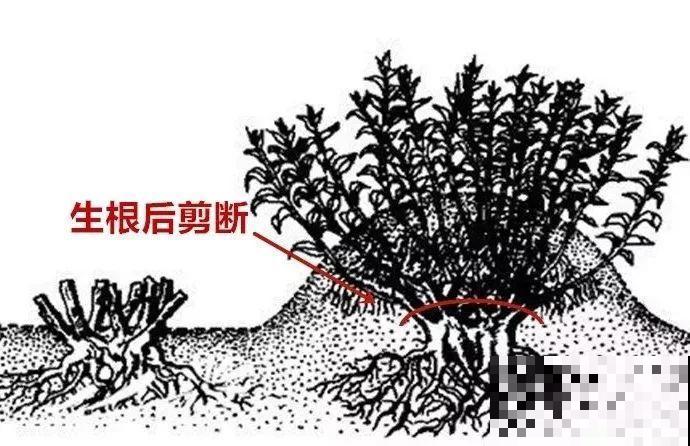 这3种花不用扦插，切个小口子，2个月就生根！