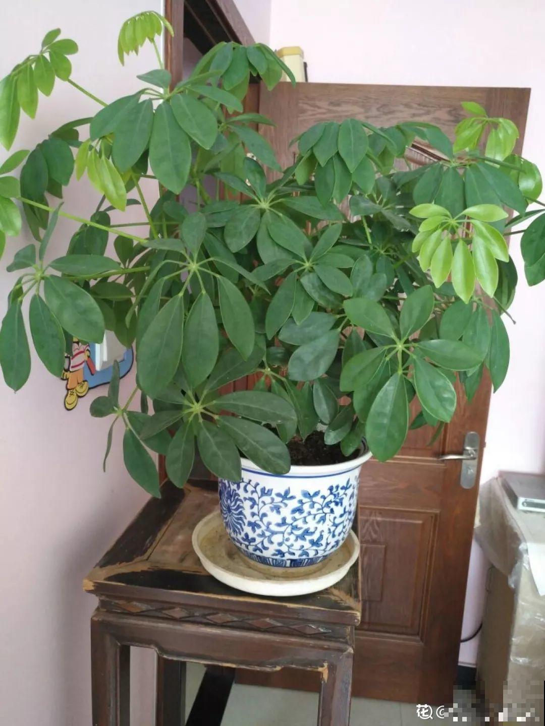 冬天修剪分“轻重”，有的花剪狠了，小心再也不开花！