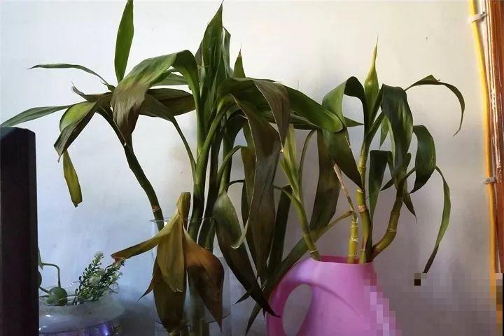 20种花最怕冷，一降温就黄叶，不做准备只剩空盆了！