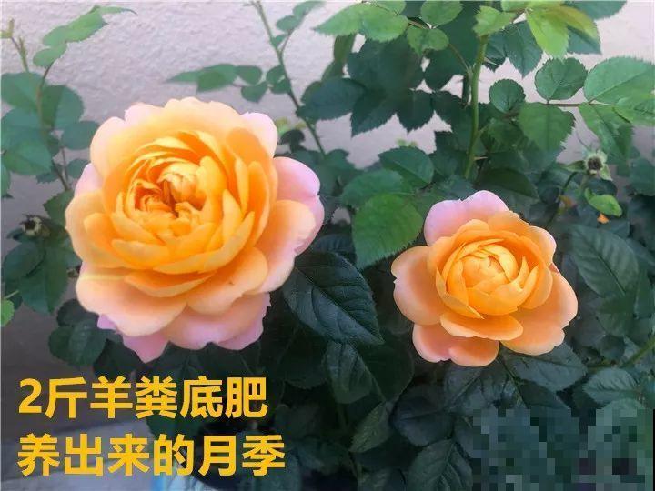 土里掺点它，3年不用换盆，花照样年年开！
