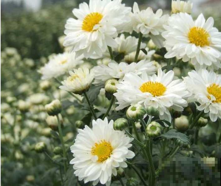 5种菊花养在家里，开花漂亮，爆盆后还能当切花！