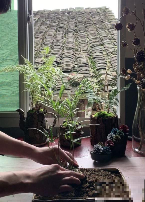 石头野草捡回家，胶水一粘变盆栽，比买的还好看！