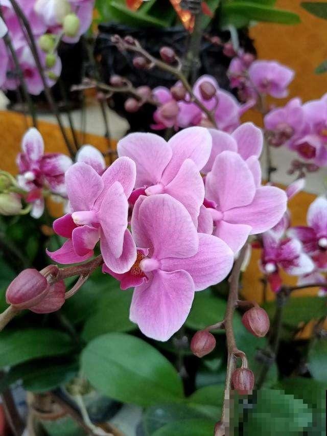 几块钱买的蝴蝶兰，这么一养壮得像假花，开花溢满花盆！