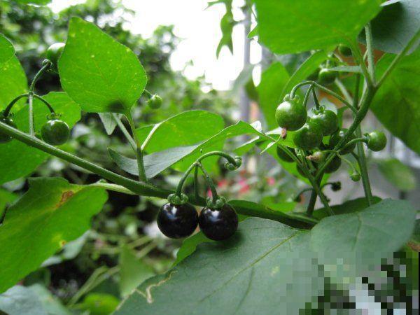 12种生肖花，快看看哪种属于你！