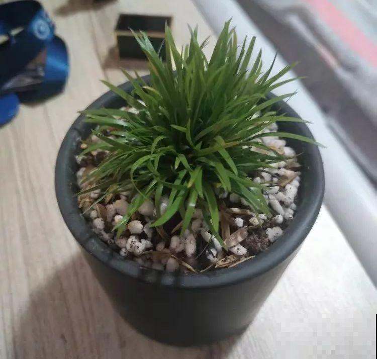 高颜值的吊兰，看一眼就走不动道，剪根枝条就能活！