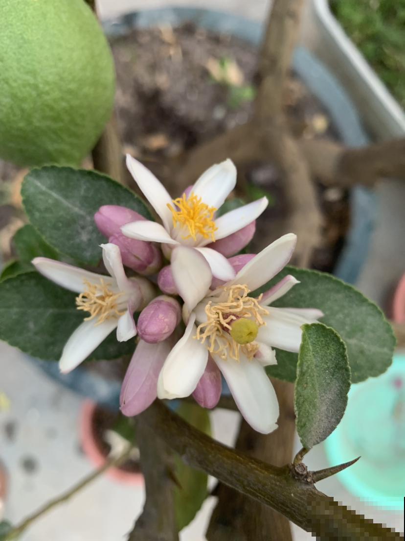 这花就是活香水，家里养一盆，除异味、还杀菌，空气清新身体好