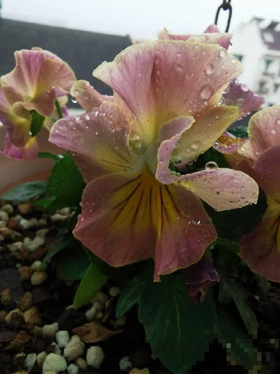 最适合养在小窗台的花，开花就成花团子，一盆能顶20盆