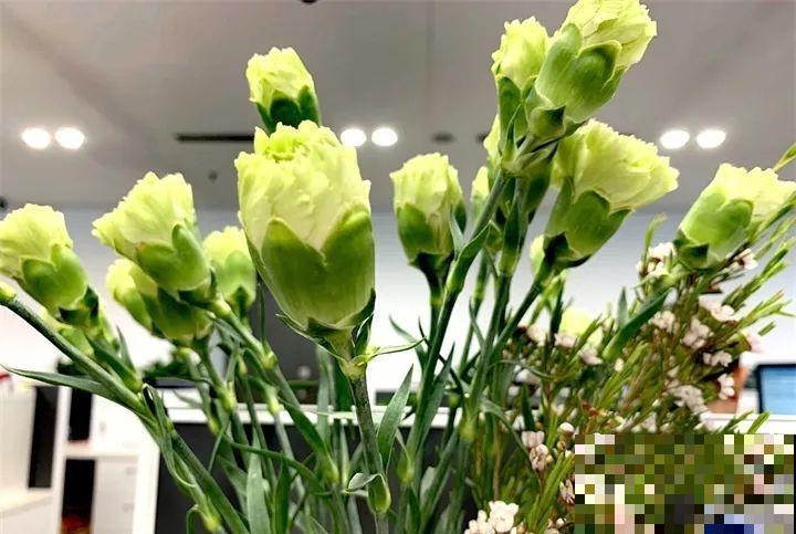 月季花上长多肉？头一回见，邻居天天跑来看！