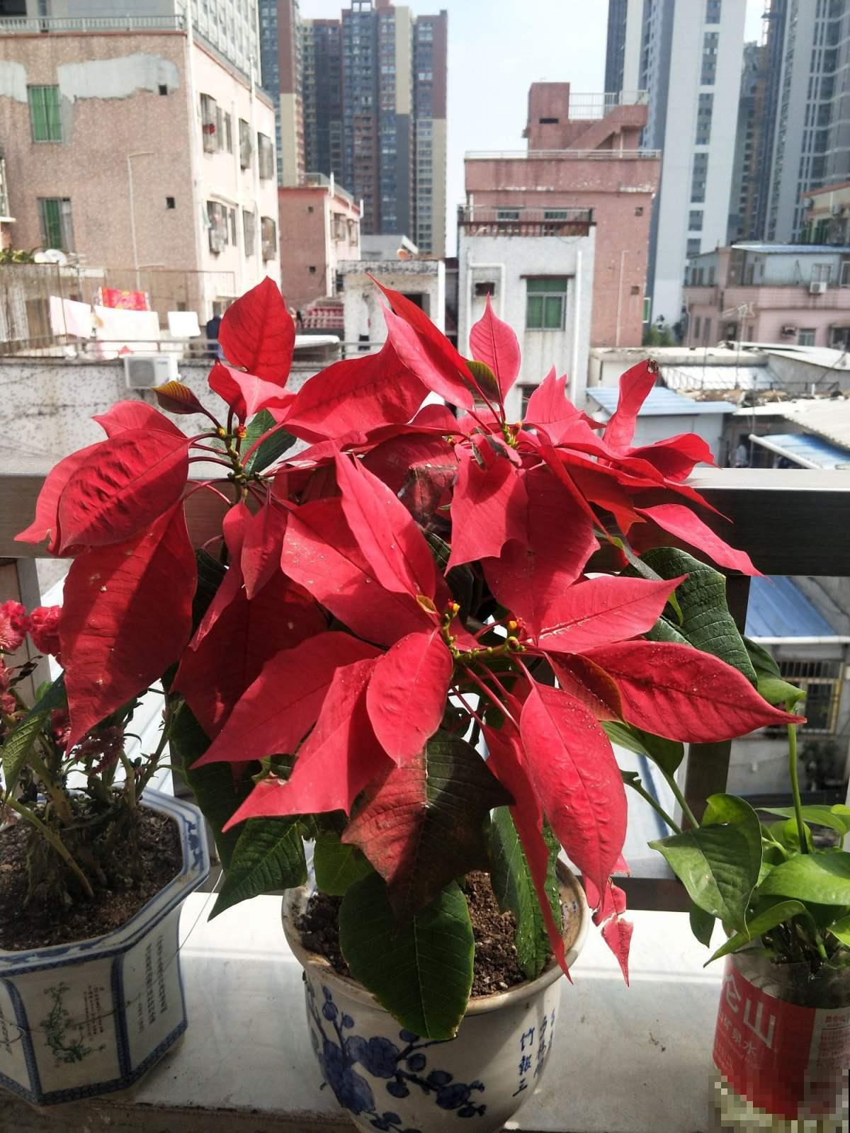 冬天万花凋零唯独它红红火火，叶子比花还艳丽，啥不养也要养它