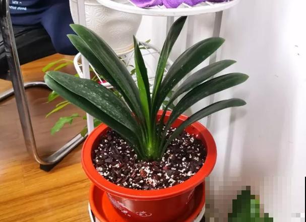 一张废纸捂一捂，大白根冒出来，养花太省心！