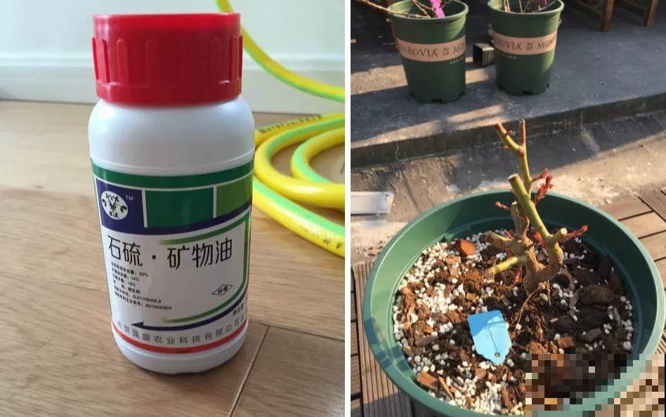 这8种花冬天别饿着，勤浇水多施肥，开花越来越多！