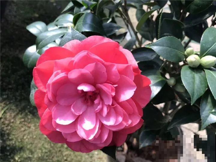 这花想要冬天开，就得狠心剪两刀，满树红花惹人爱！