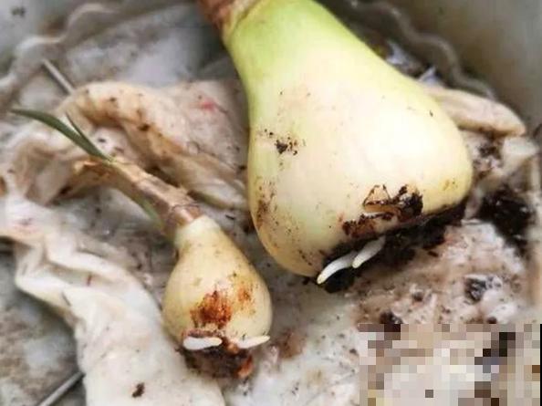一张废纸捂一捂，大白根冒出来，养花太省心！