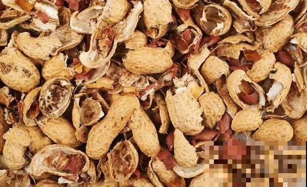 吃剩的栗子壳、瓜子皮别扔，这样塞盆里，过完年就成高级养花土
