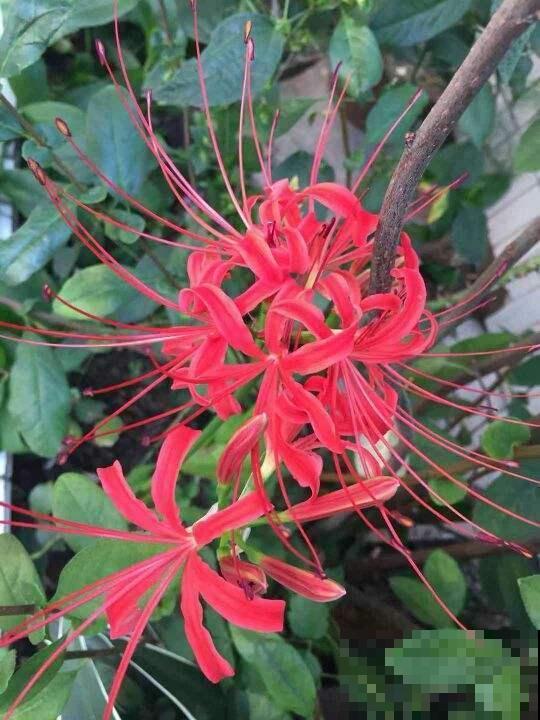 这花喜欢长在阴凉的地方，长得像大蒜，来历可不简单！