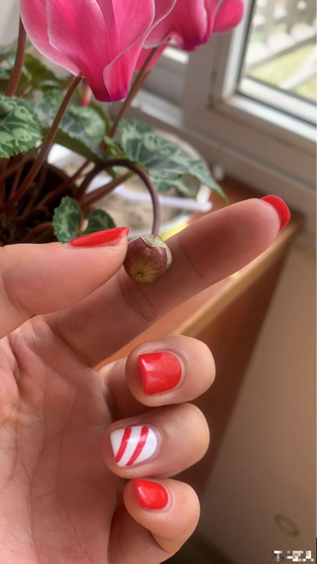 开败的仙客来，教你两招，过年还能再开一茬！