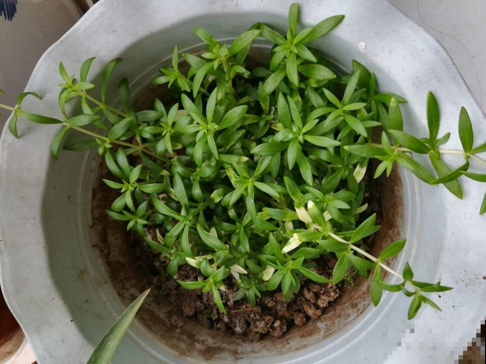 这花扔篮子里就往下垂，长长得像门帘，新手也能养爆盆！