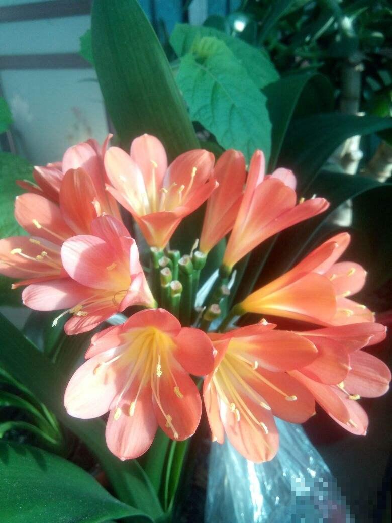 2种花，要制造大温差，花箭才能“蹿”出来