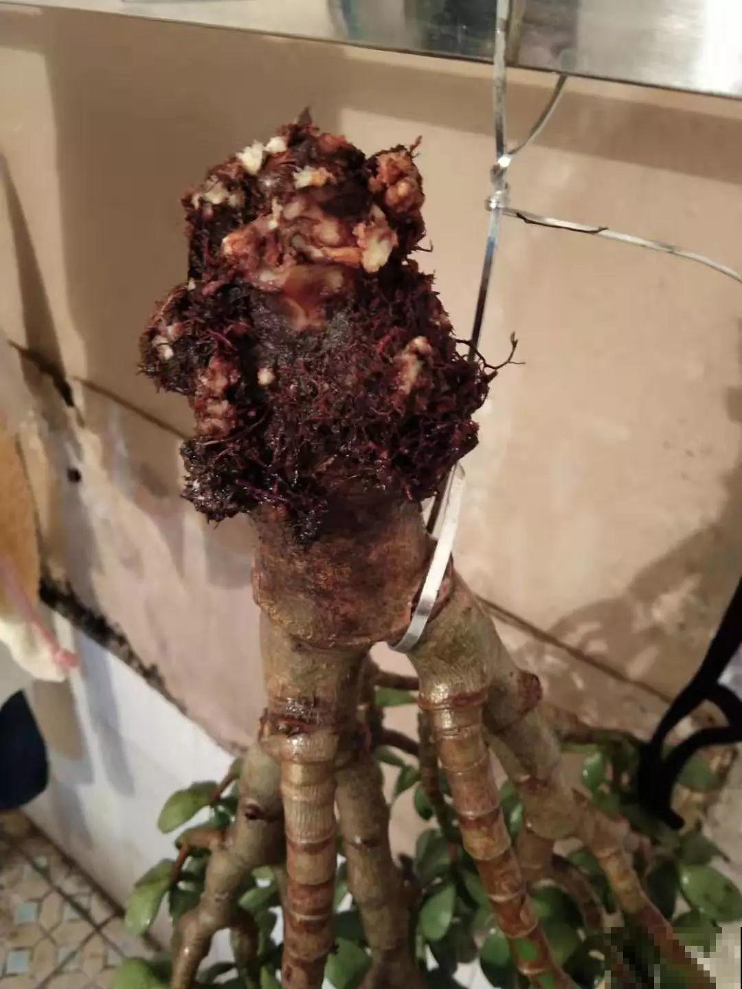 养了20年的玉树，杆子比大腿还粗，满树白花跟下雪了一样！