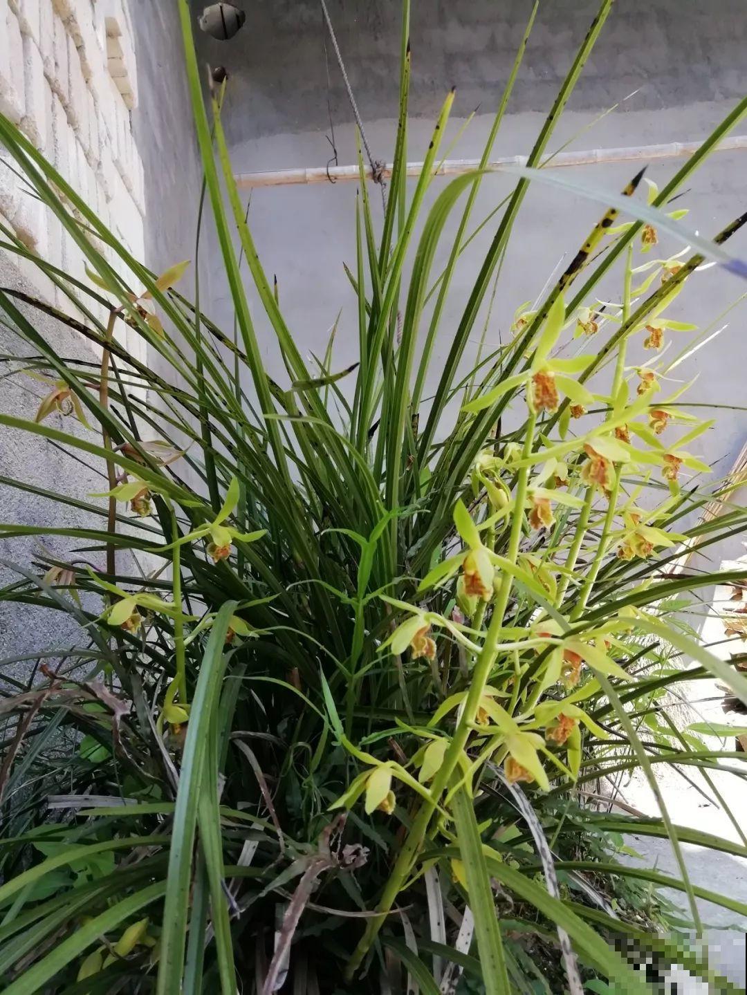 14种香水花，家里摆一盆，满屋子都是香味！