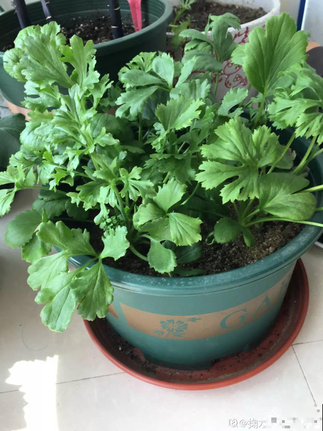 这花没开前像韭菜，忍住别割，一开花就美爆！