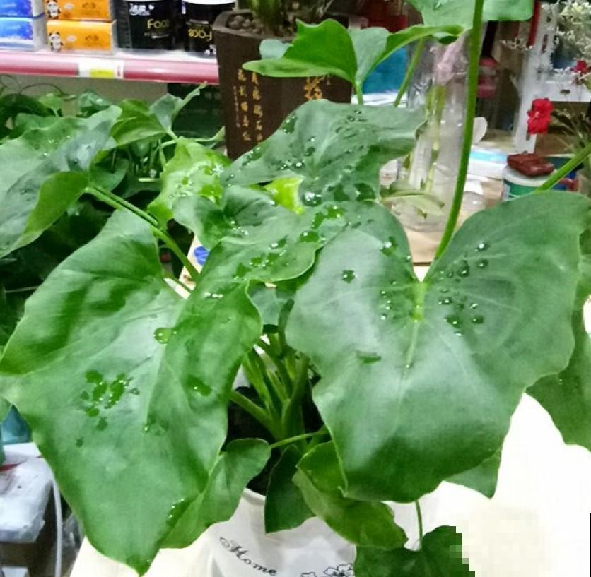 室内养盆稀有观叶植物，很快生长旺盛，蹭蹭长新叶！