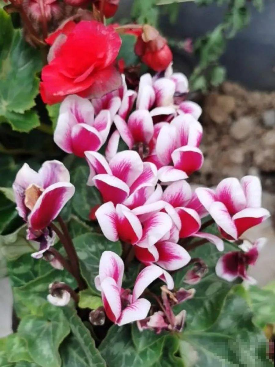 这10种花要慎买，小心养不活，心里贼难受！