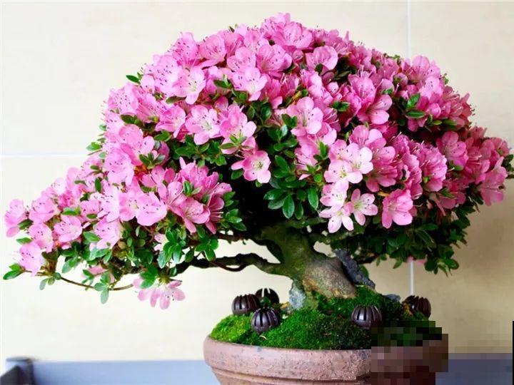 都说这花难养，10年不换盆，年年开花成宝贝！