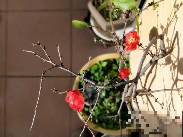 想养好花，就得付出劳动，从开花到结果，无一不是美的！