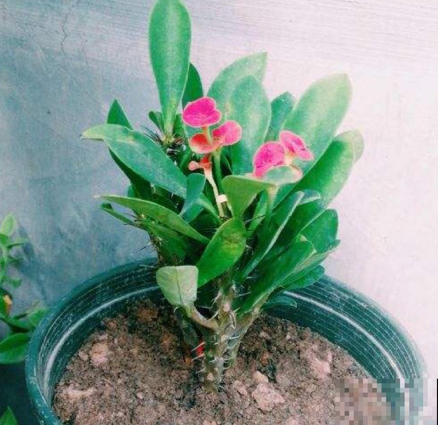 冬天的虎刺梅咋养护？学一招，3个月后就能开花了！