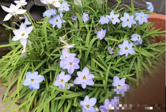 老妈种了一丛韭菜，3个月后，居然开出七彩花！