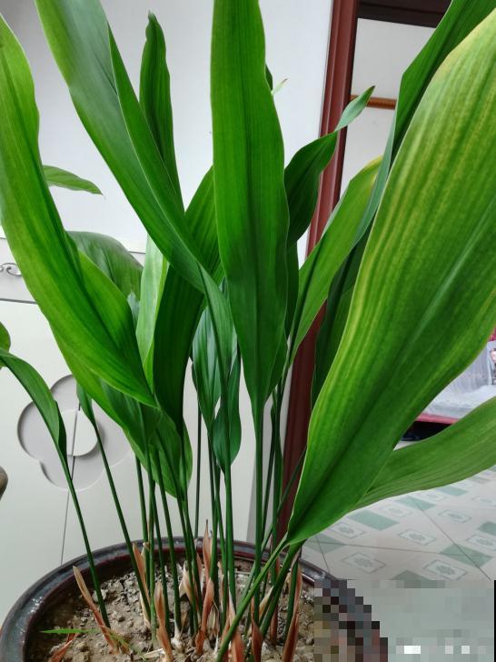 这10种耐阴花，摆客厅真好看，养一盆就上瘾！