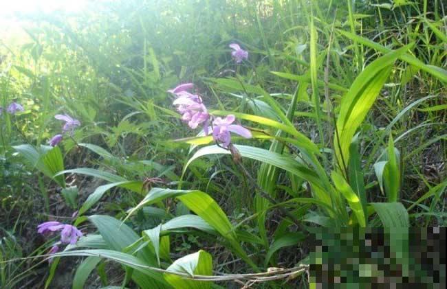 家花不如野花香原来是真的，它在野山也能开成花海，实在美呆了！