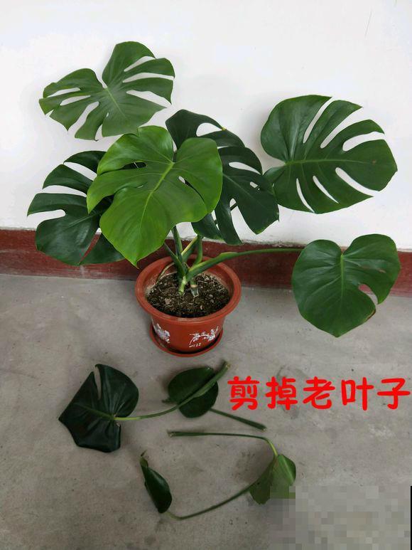龟背竹不开背，这里的叶子一剪掉，分分钟开裂！