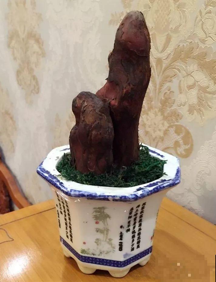 看见这花可别买，忍住，小心被忽悠，花钱买气受！