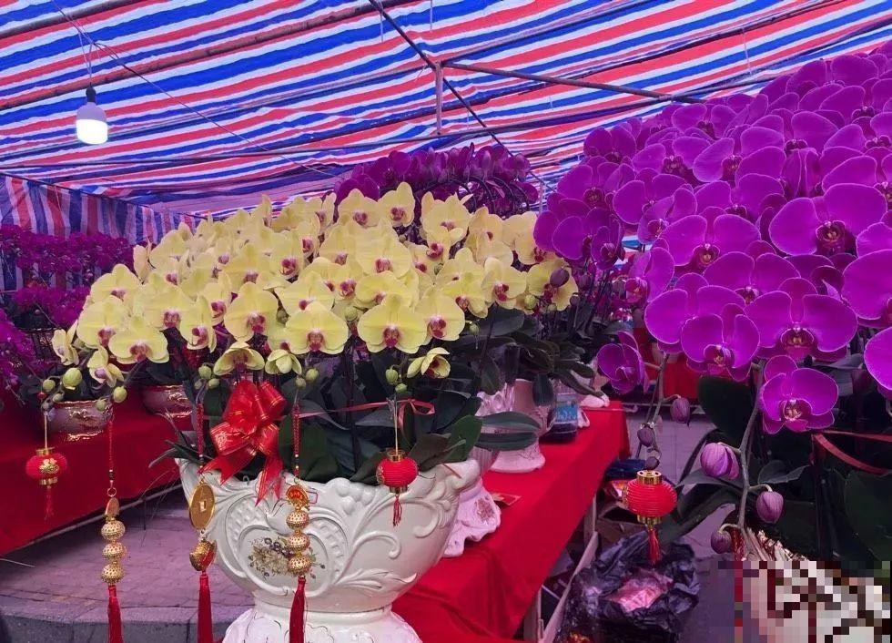 花市有你想象不到的魅力，便宜又好看，过年买回一大堆！