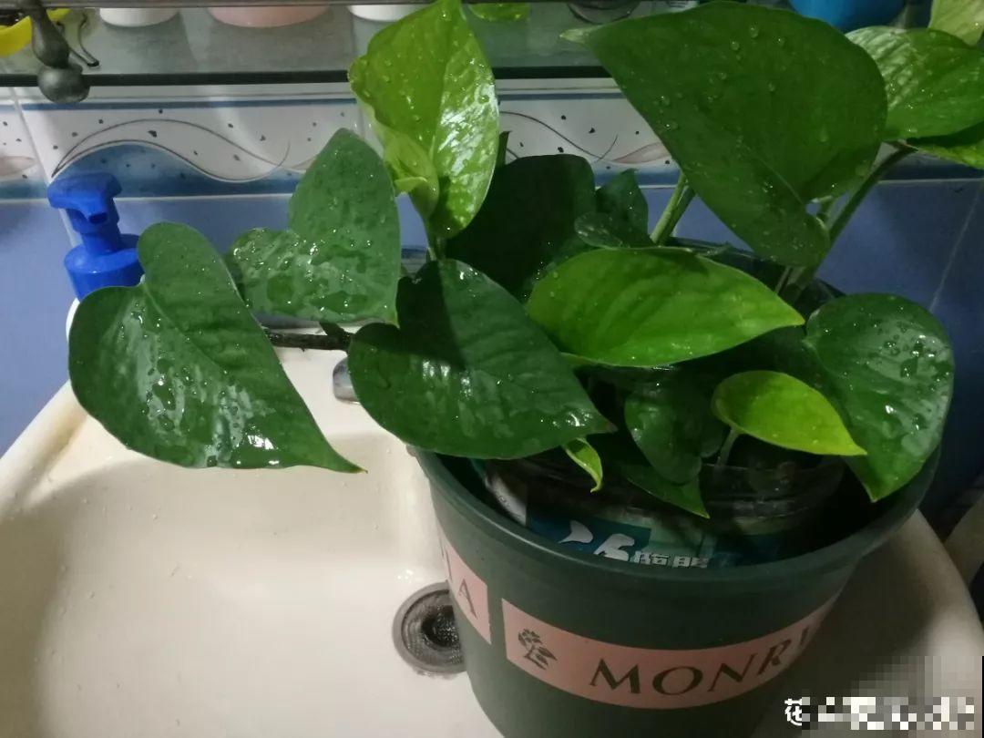 这10种花，天冷了要赶紧断水，冻伤了救都没法救！