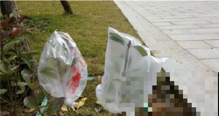 冬天养花容易冻死，路边捡个塑料瓶、塑料袋，做个温室好过冬！