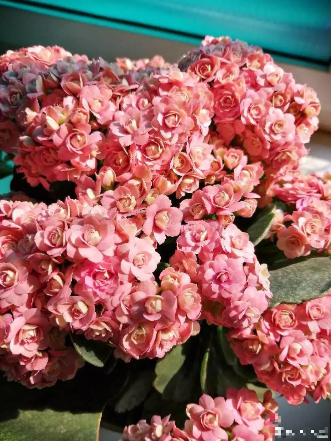 7种花浇点“万能水”，3天黄叶变绿叶，呼呼开出满盆花！