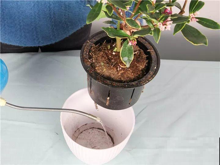最适合冬天养的花，抗冻又省心，能一直开到明年春天！