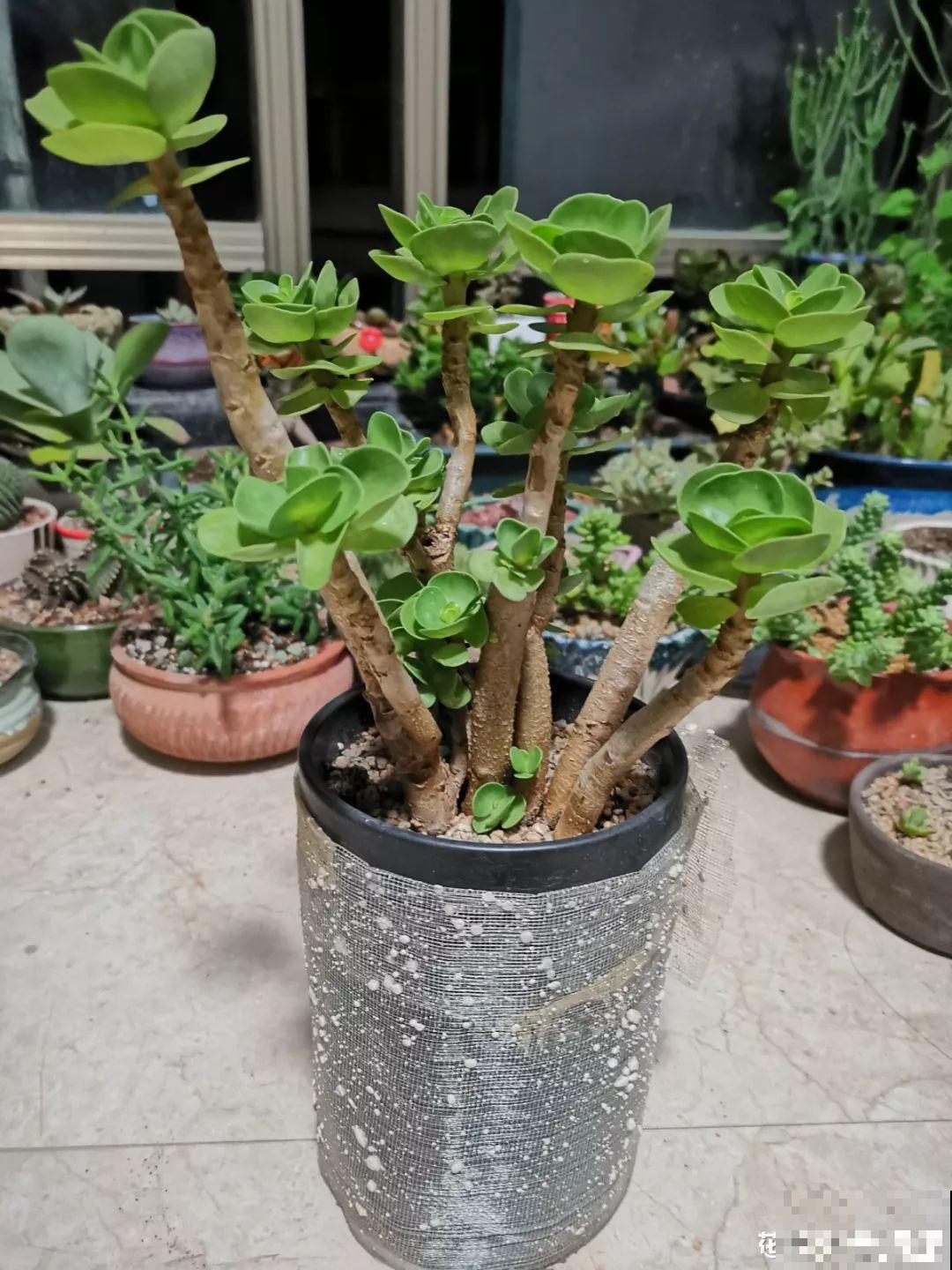 适合过年养的6种多肉，红红火火，每盆都有好寓意！